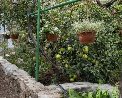 Finca Los Castaños 8