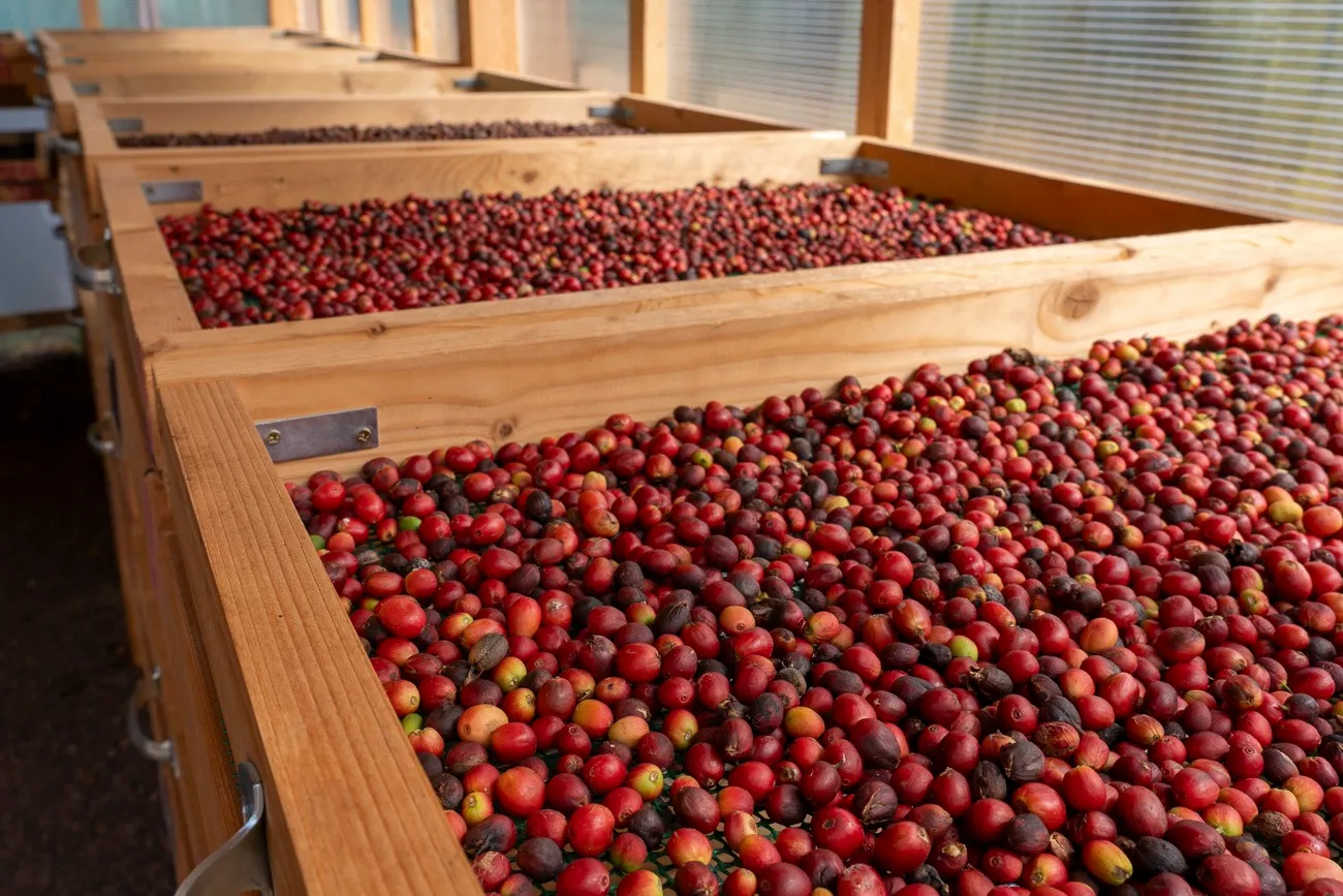 Finca Los Castaños – 09