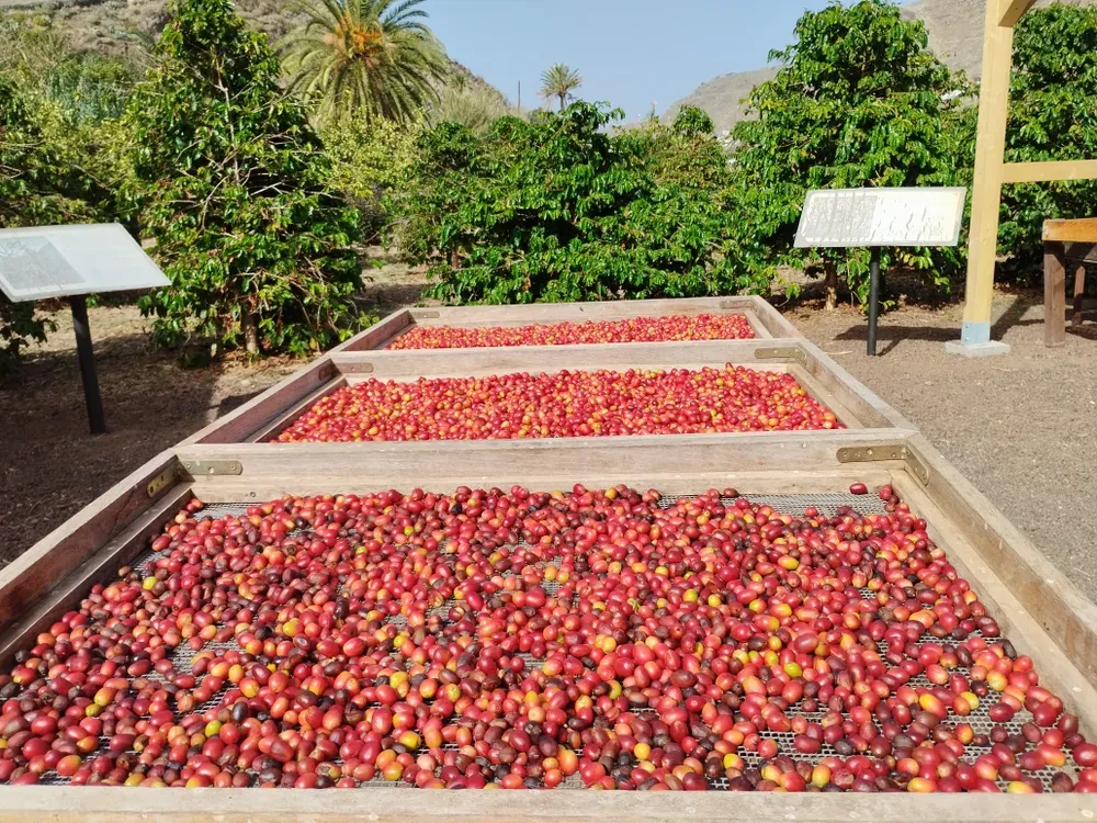 Finca Los Castaños – 10