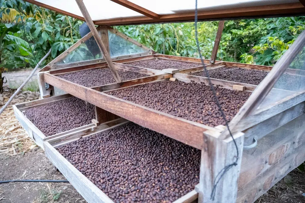Finca Los Castaños – 11