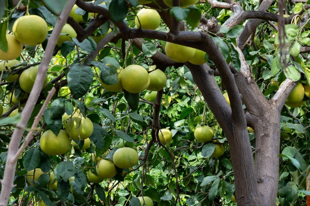 Finca Los Castaños – 14