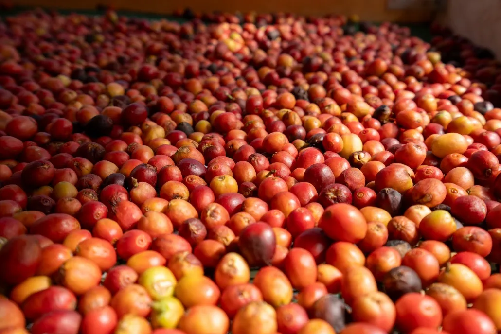 Finca Los Castaños – 17