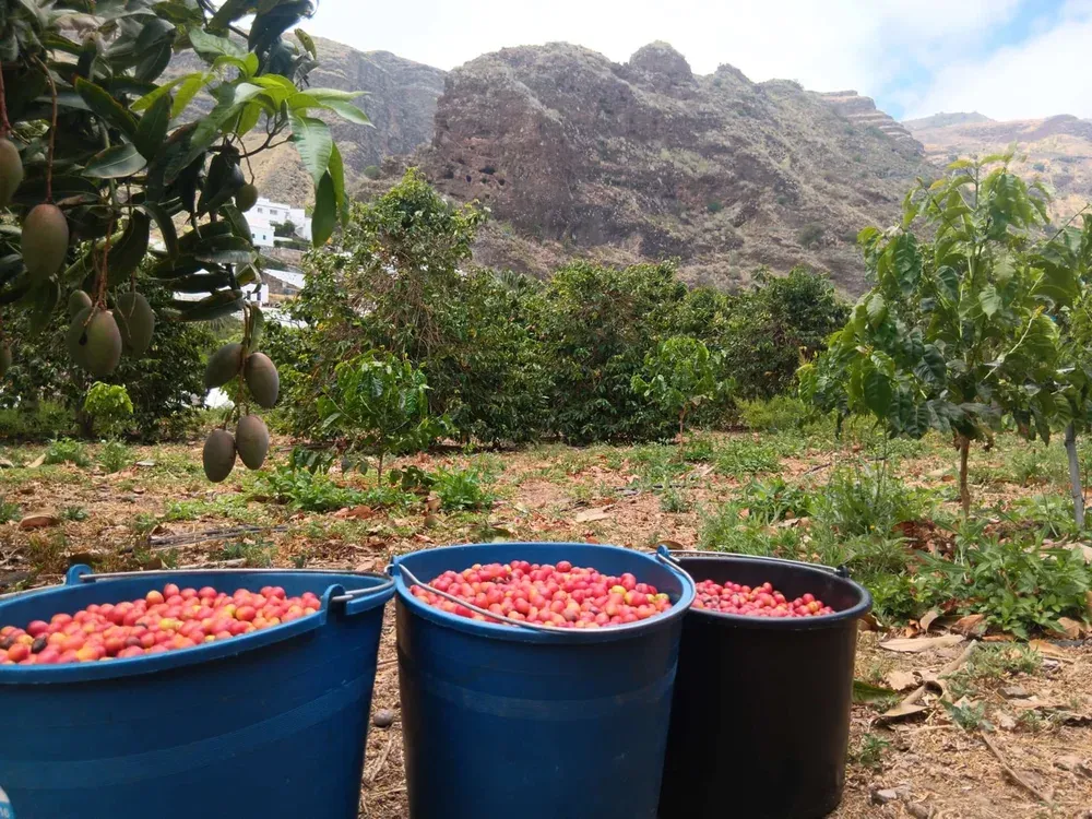 Finca Los Castaños – 18