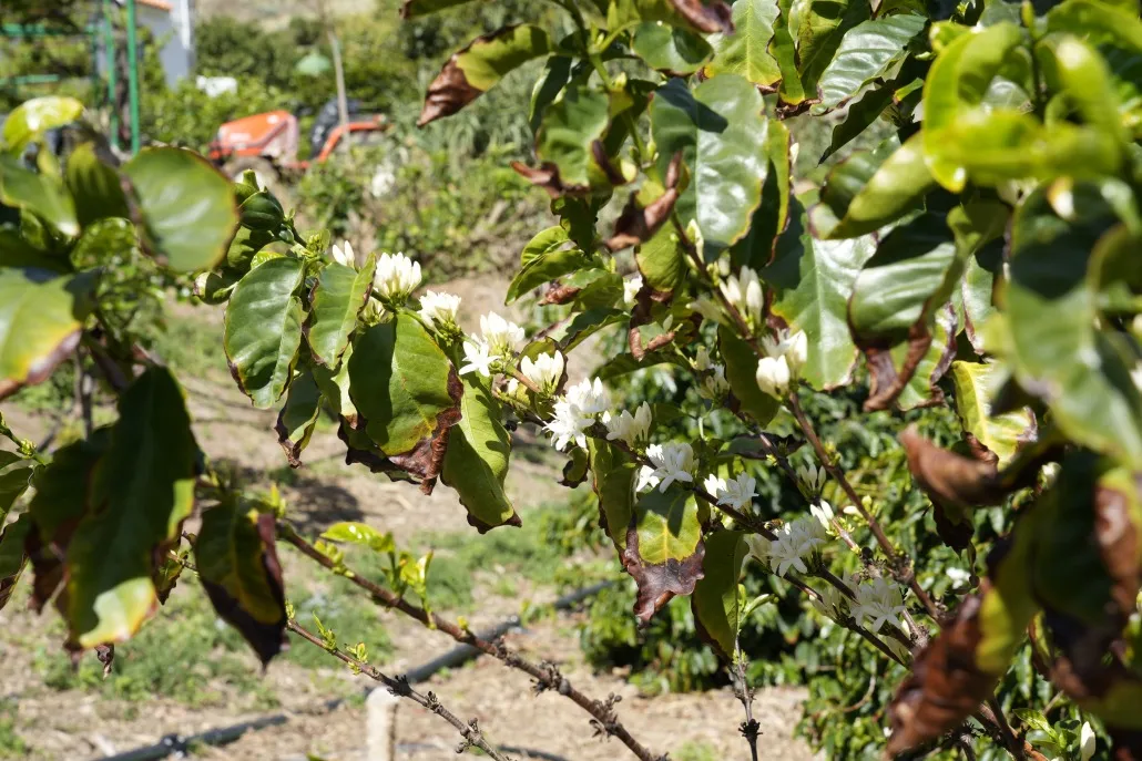 Finca Los Castaños – 19