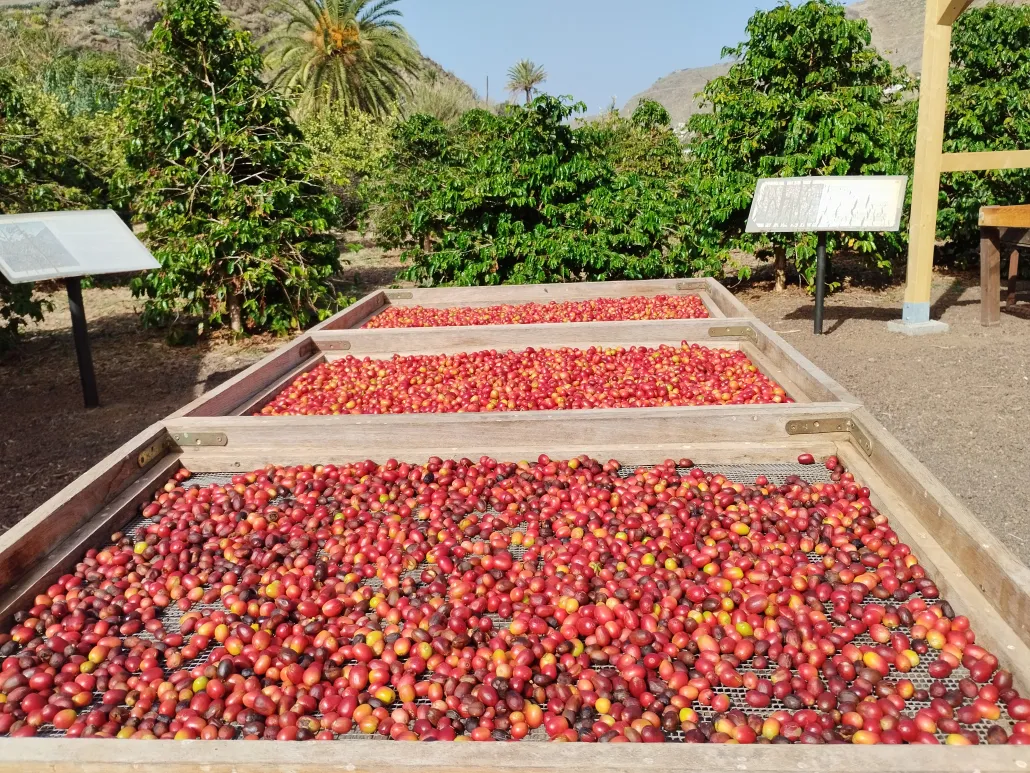 Kaffeeplantage Nahaufnahme