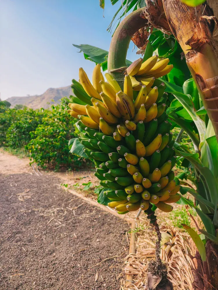 Finca Los Castaños – 23