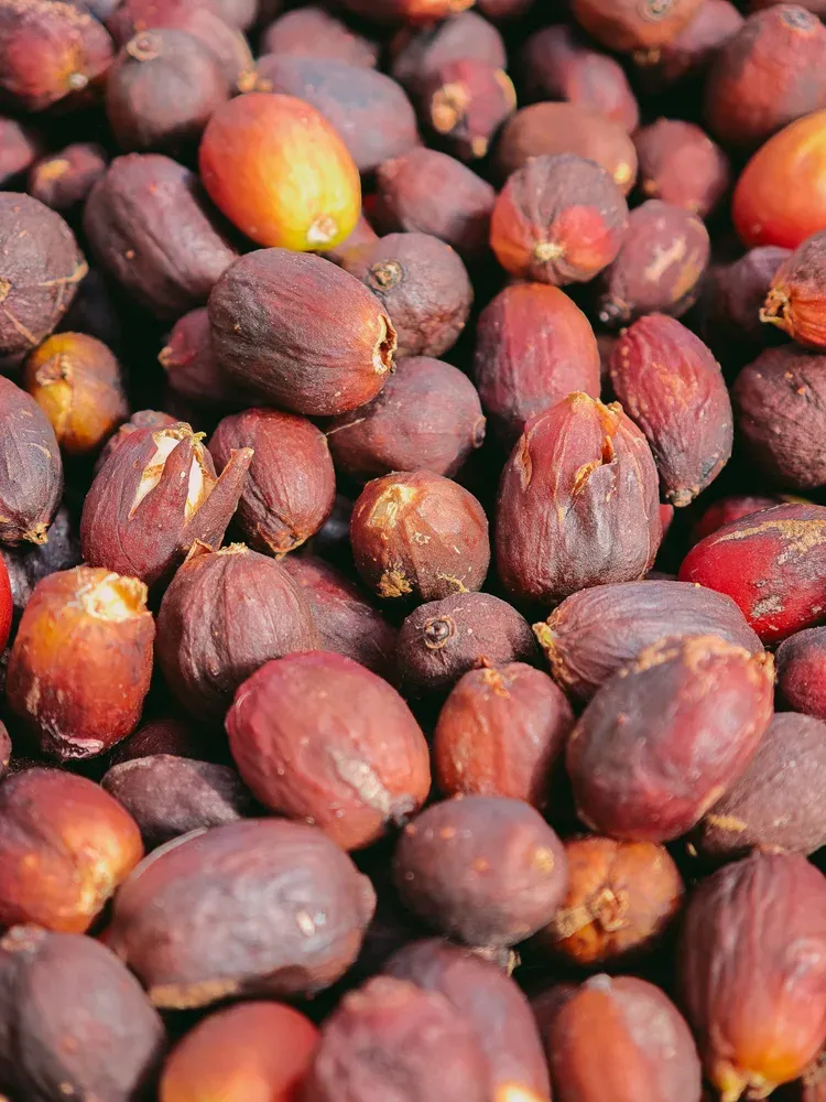 Finca Los Castaños – 25