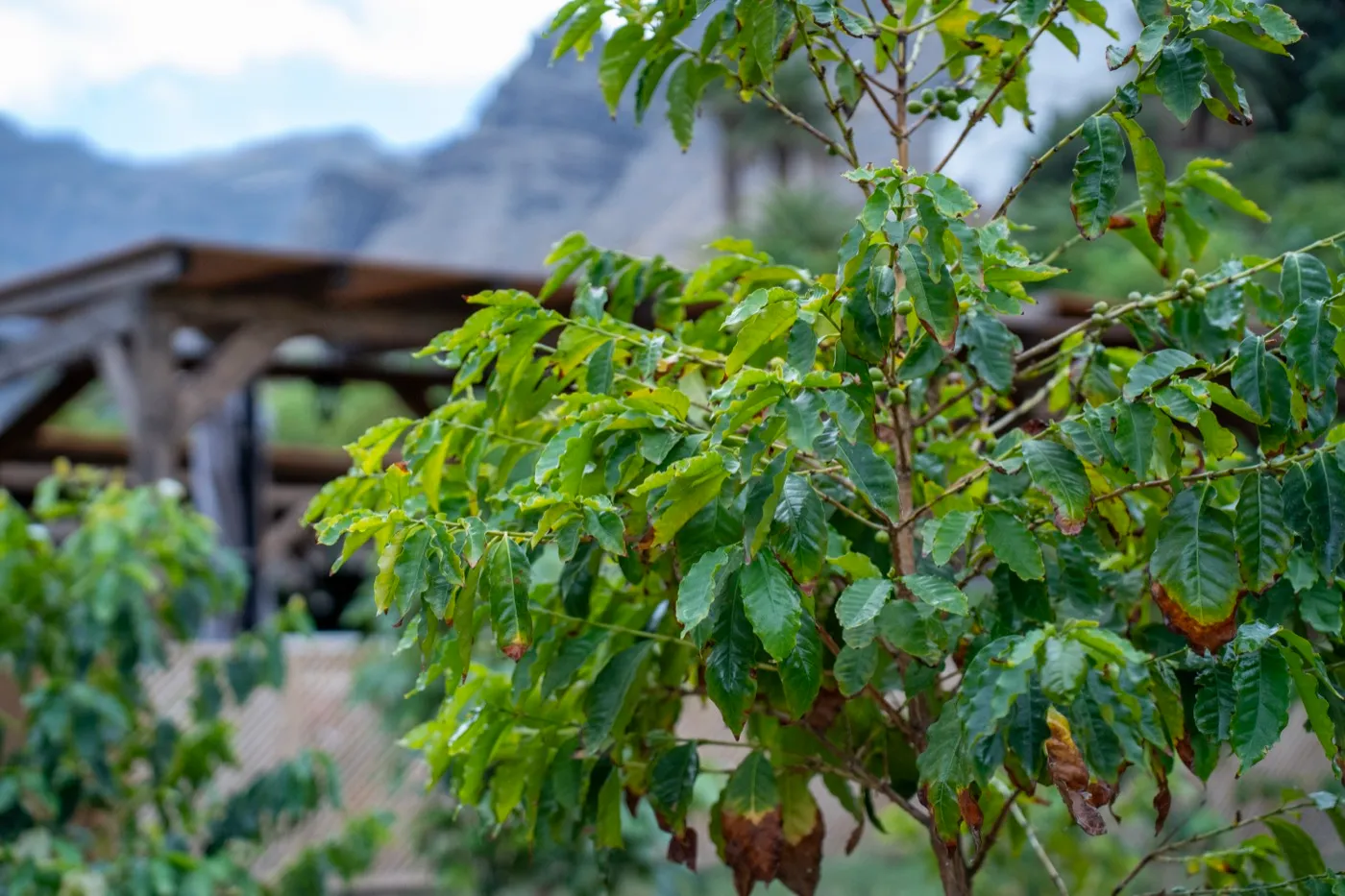 Finca Los Castaños – 32