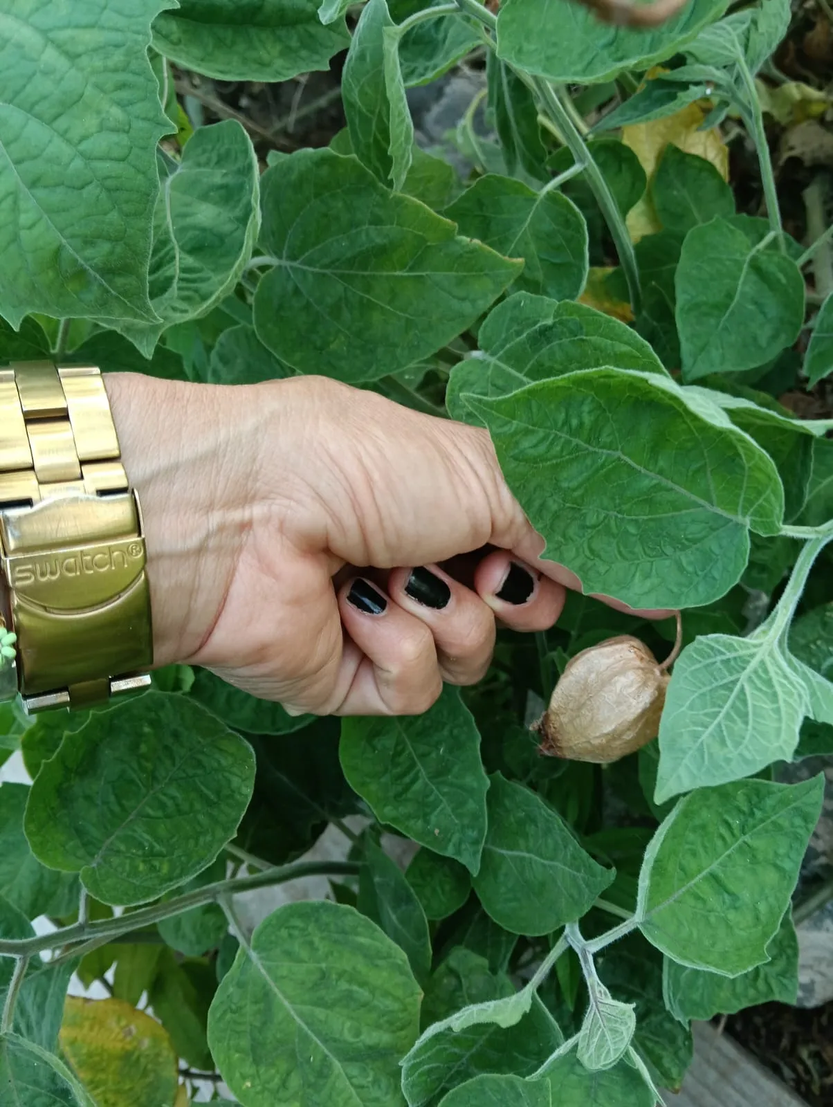 Finca Los Castaños – 38