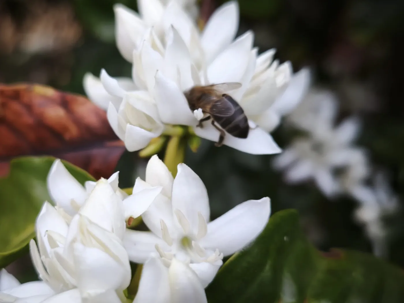 Finca Los Castaños – 40