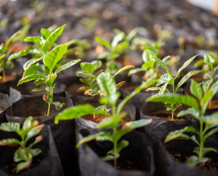 Coffee, fruit & more