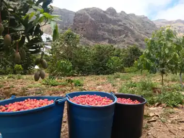 Finca Los Castaños – 18