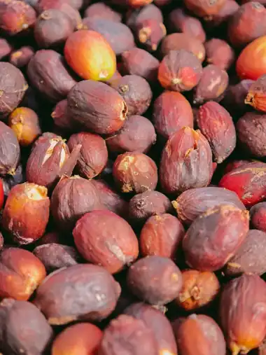 Finca Los Castaños – 25