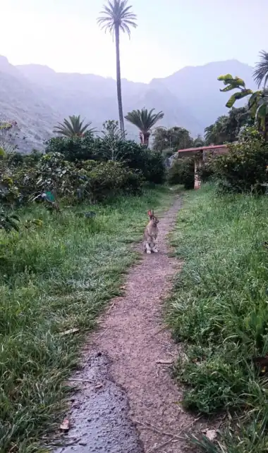 Rabbit on the finca path