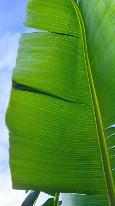 Banana leaf