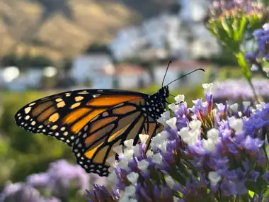 Monarch butterfly on statice flowers, with the Valle de Agaete behind